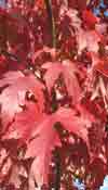 autumn poems Autumn Leaves