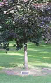 Memorial Tree & Plaque Memorial Tree & Plaque